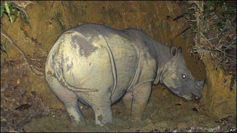 100511151130_sumatran_rhino_ap_466_b.jpg